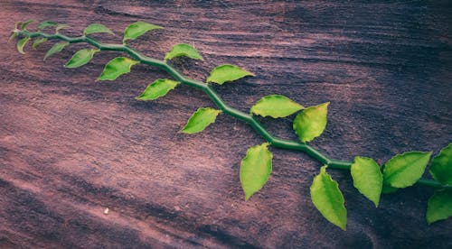 
A Close-Up Shot of a Vine with Leaves