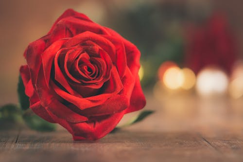 Free Close-Up Shot of a Red Rose Stock Photo