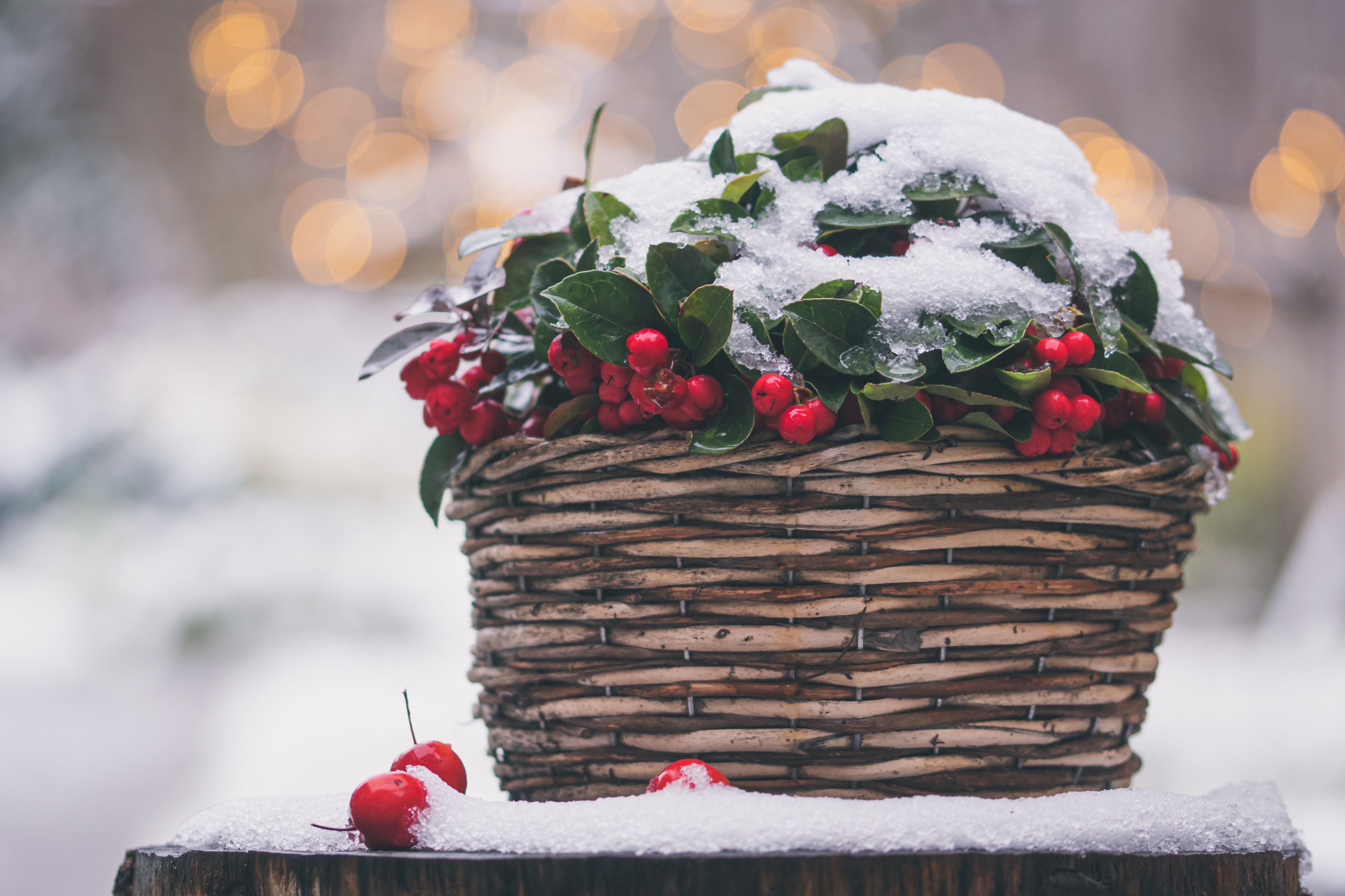 A woven basket filled with holly and red berries covered in snow, outdoors in winter.