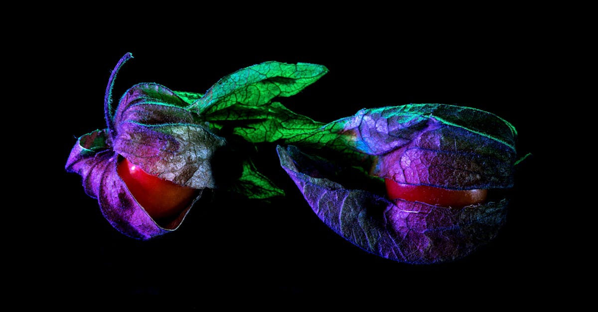 What color does blue and red make yellow green purple