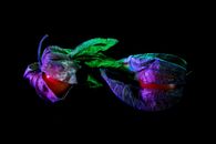 Physalis with dry leaves in neon light