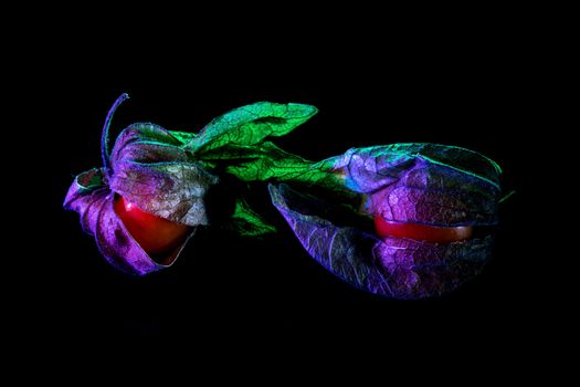 Physalis with dry leaves in neon light