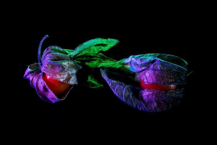 Physalis With Dry Leaves In Neon Light