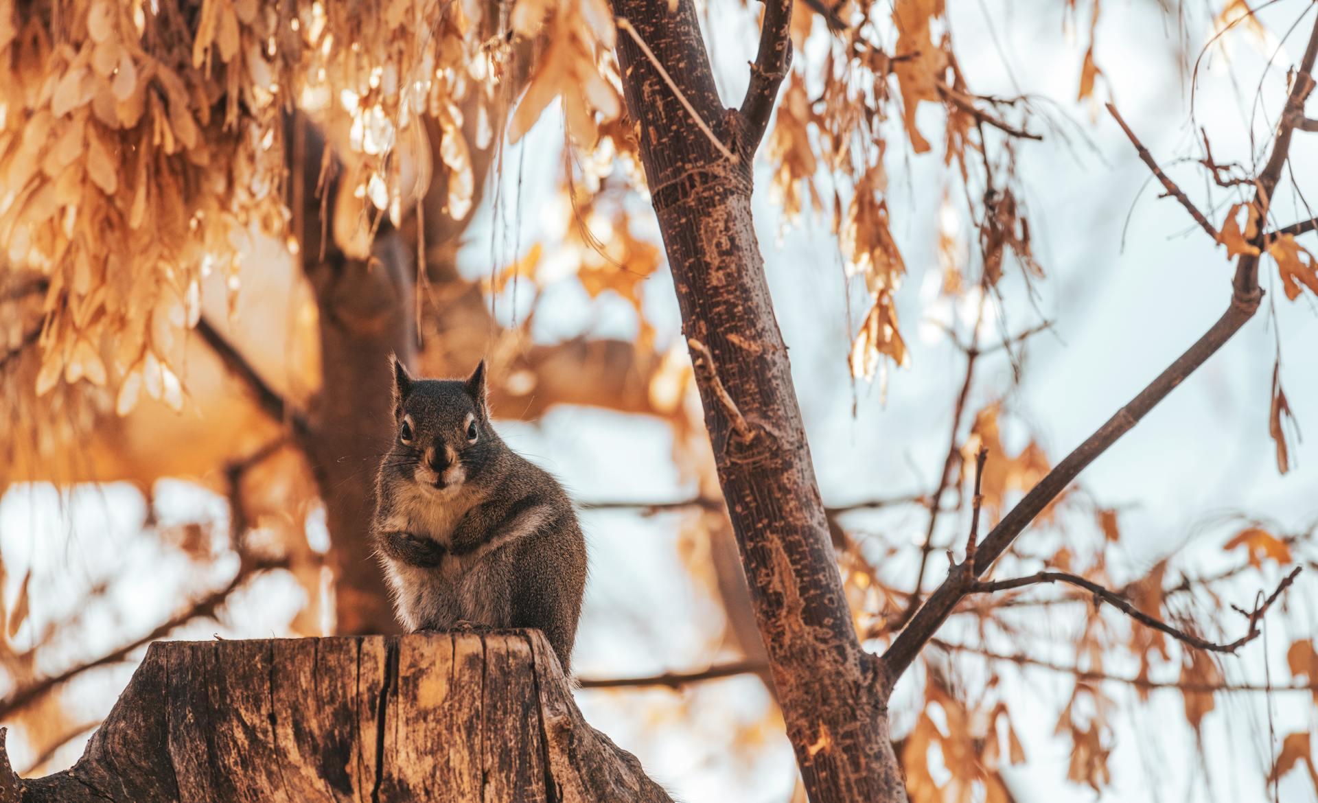 Close-up of a Douglas squirrel perched on a tree trunk with autumn leaves in Salt Lake City.