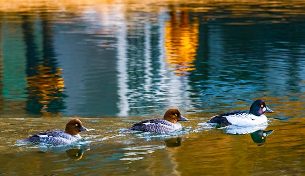 Three ducks swimming with vibrant reflections on the pond in Salt Lake City.