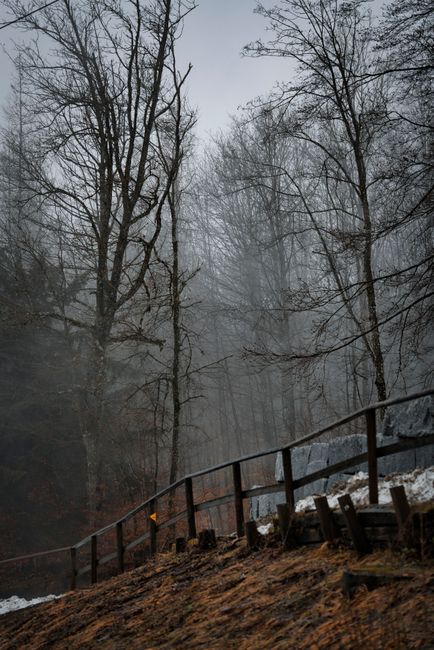 A foggy woodland scene with bare trees and rustic path, evoking a mystical autumn feel.