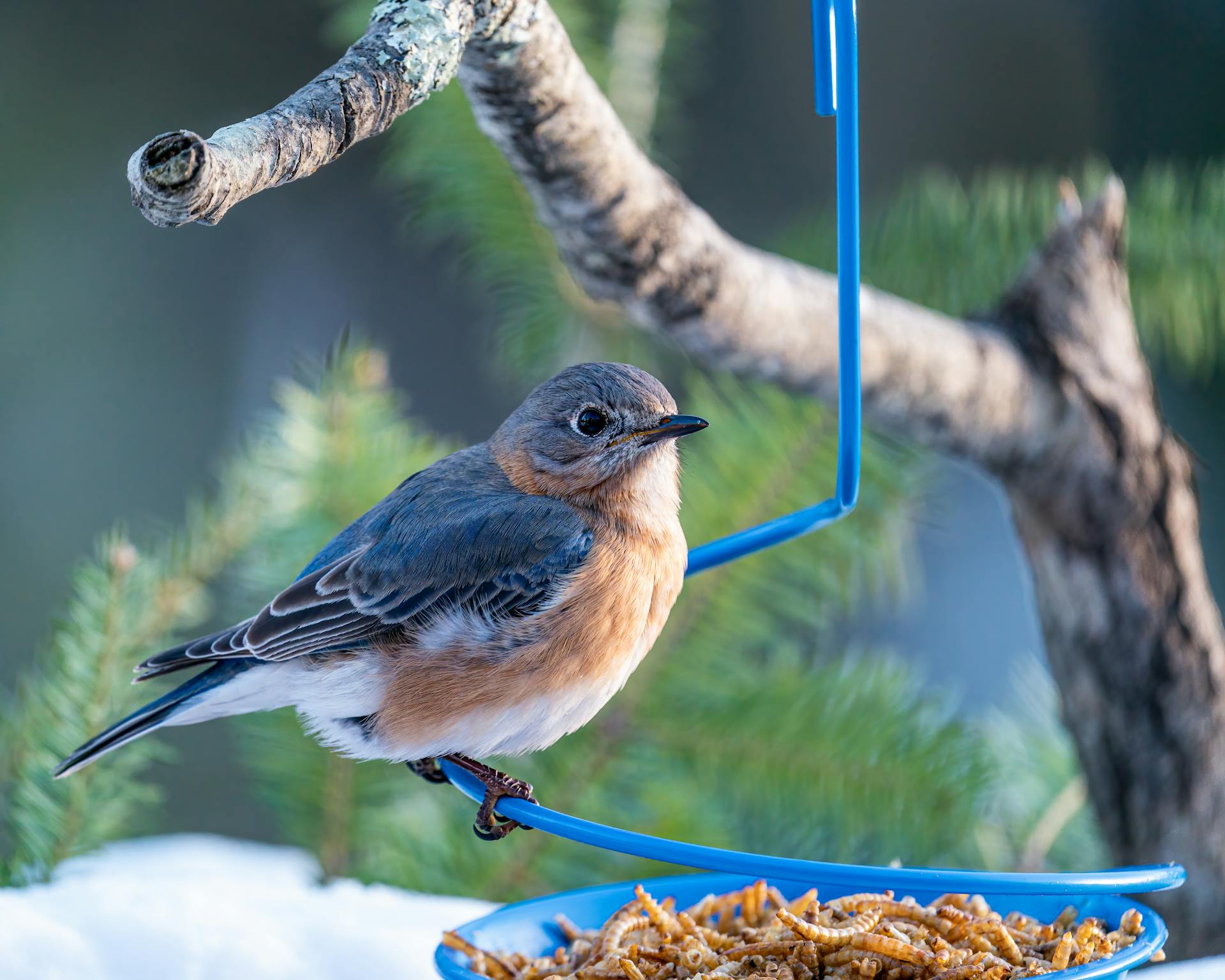 Closeup of little colorful female bird from thrush family sitting on blue feeder with larvas hanging on coniferous tree branch