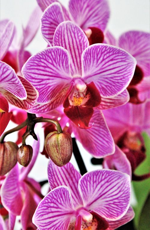 Free A stunning close-up of vibrant pink orchid blossoms showcasing delicate patterns and textures. Stock Photo