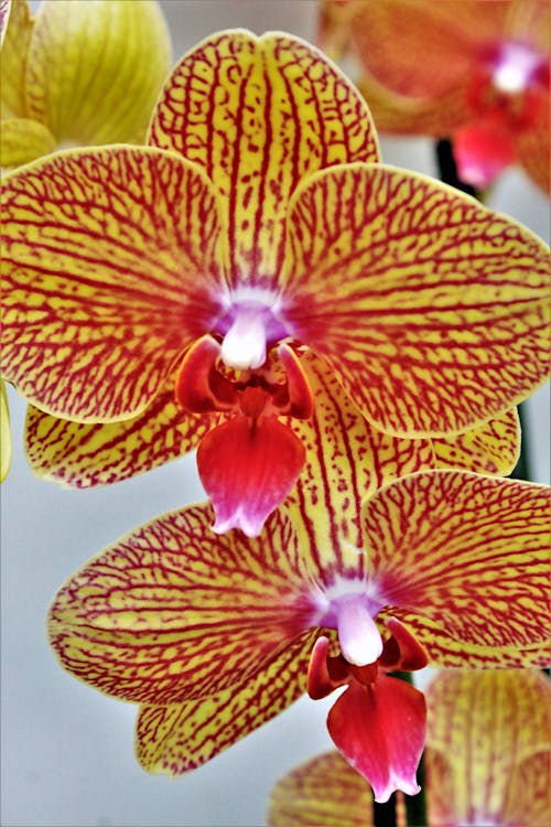 Close-up of Yellow and Red Orchid Flowers