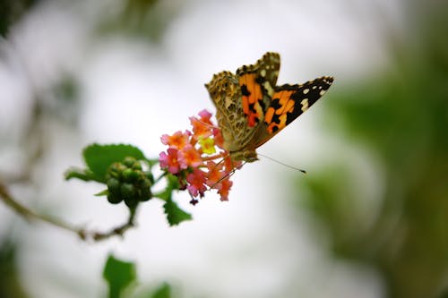 Oranje En Zwarte Vlinder Sip Nectar