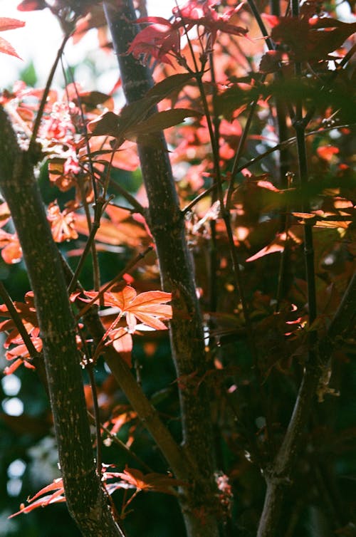 Close-up of Tree in Autumn Forest