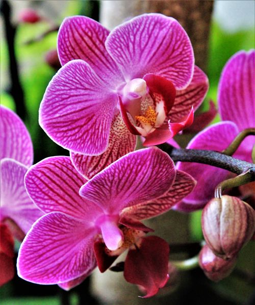 Free Close-up of a vibrant pink orchid showcasing delicate petals and natural beauty. Stock Photo