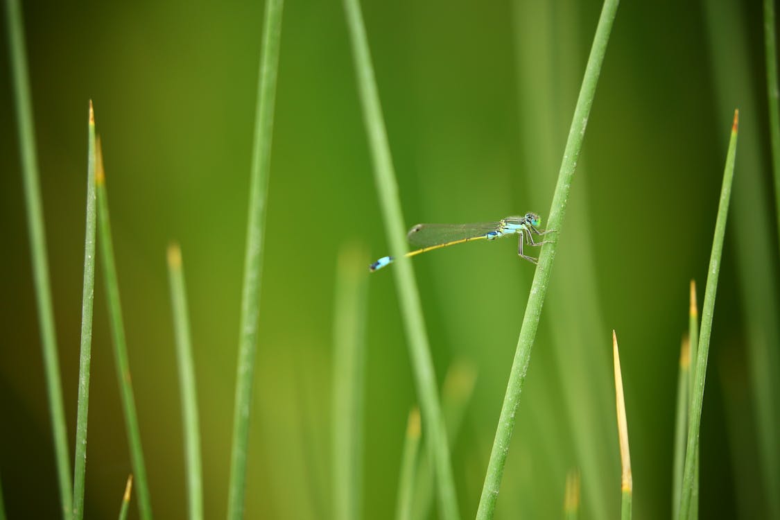 Free Green Dragonfly Stock Photo