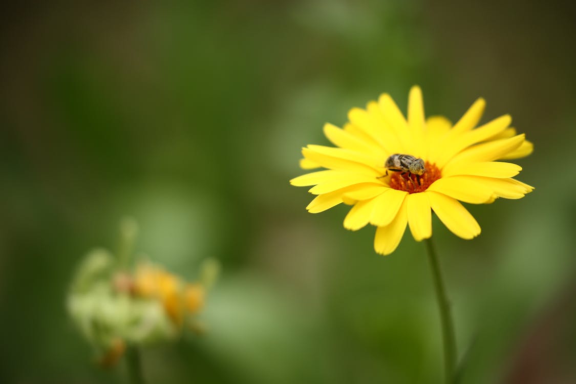 無料 マクロ撮影写真の黄色いマルチ花びらの花の茶色の昆虫 写真素材