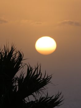 A beautiful sunset over the ocean with silhouetted tropical leaves in the foreground.