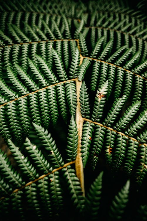 Green fern leaves in forest