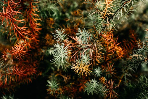 Top view of colorful exotic shrub with sharp prickles and thorns on long branches growing in wild forest in nature