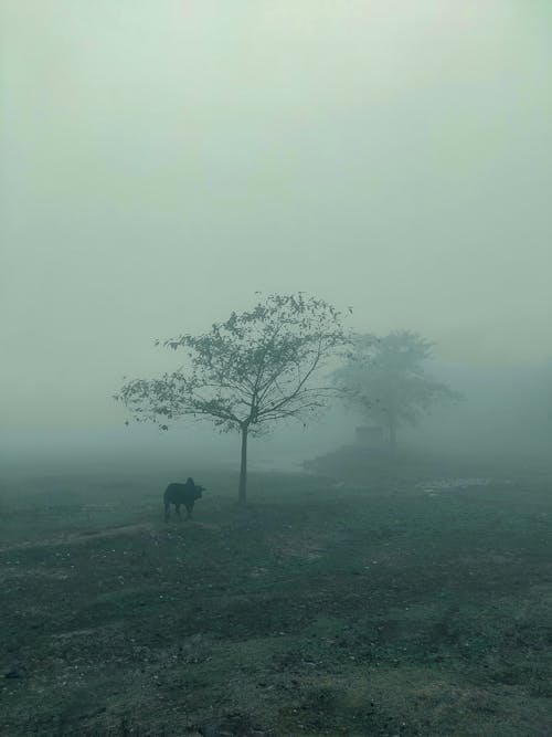 Foto profissional grátis de animal, atmosfera fria, blues