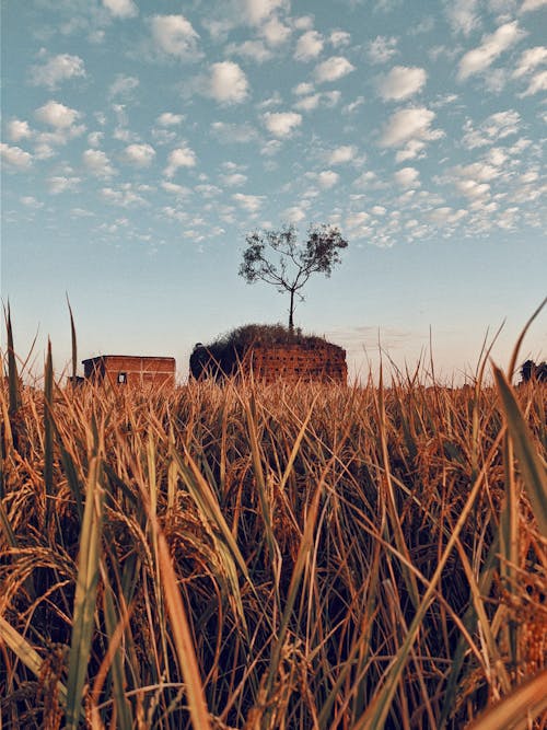 Foto profissional grátis de campo agrícola, céu bonito