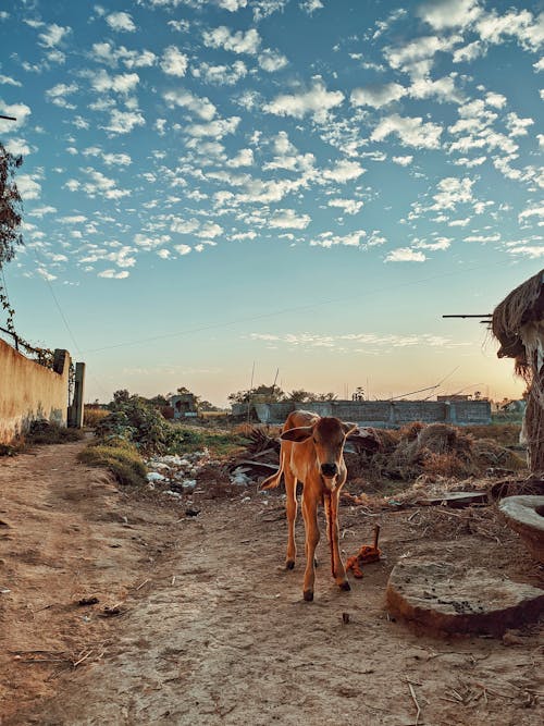 Foto profissional grátis de animal, céu bonito, vaca