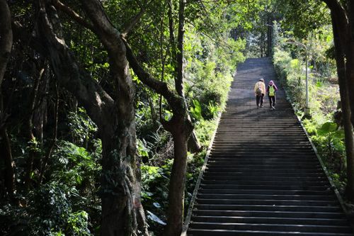 Free A couple walks up a staircase surrounded by lush greenery and sunlight in a forest. Stock Photo