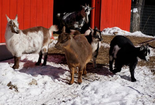 Free stock photo of barnyard, goats, winter