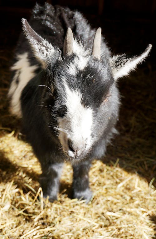 Free stock photo of goat