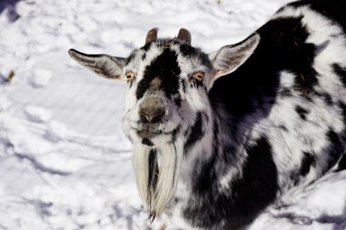 Close Up Photo of Black and White Goat
