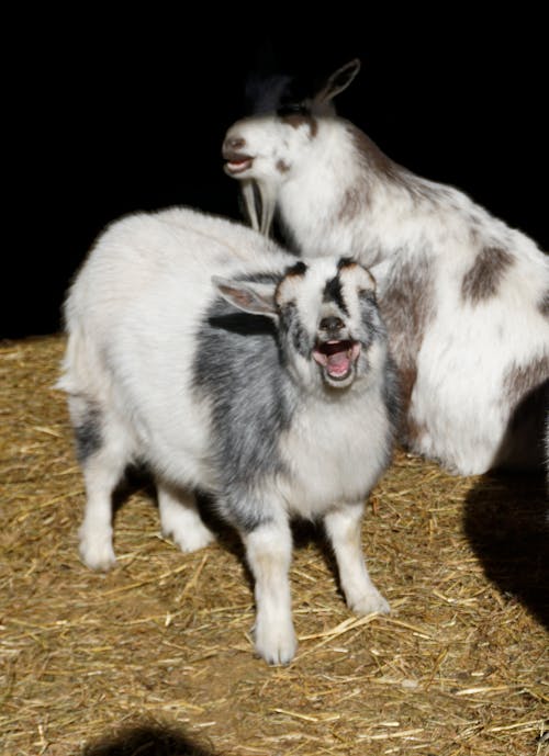 Free stock photo of barn, goats, laughing