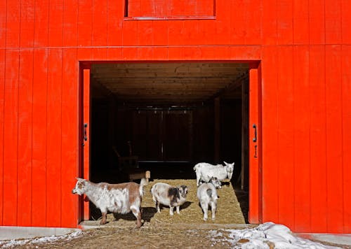 Photograph of Goats in a Red Barn