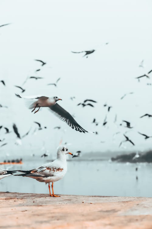 Birds flying over sea and shore