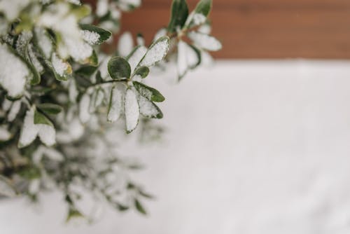 Close-Up Shot of a Plant Covered with Snow