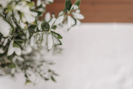 Close-up of green leaves dusted with fresh snow, capturing the essence of winter.