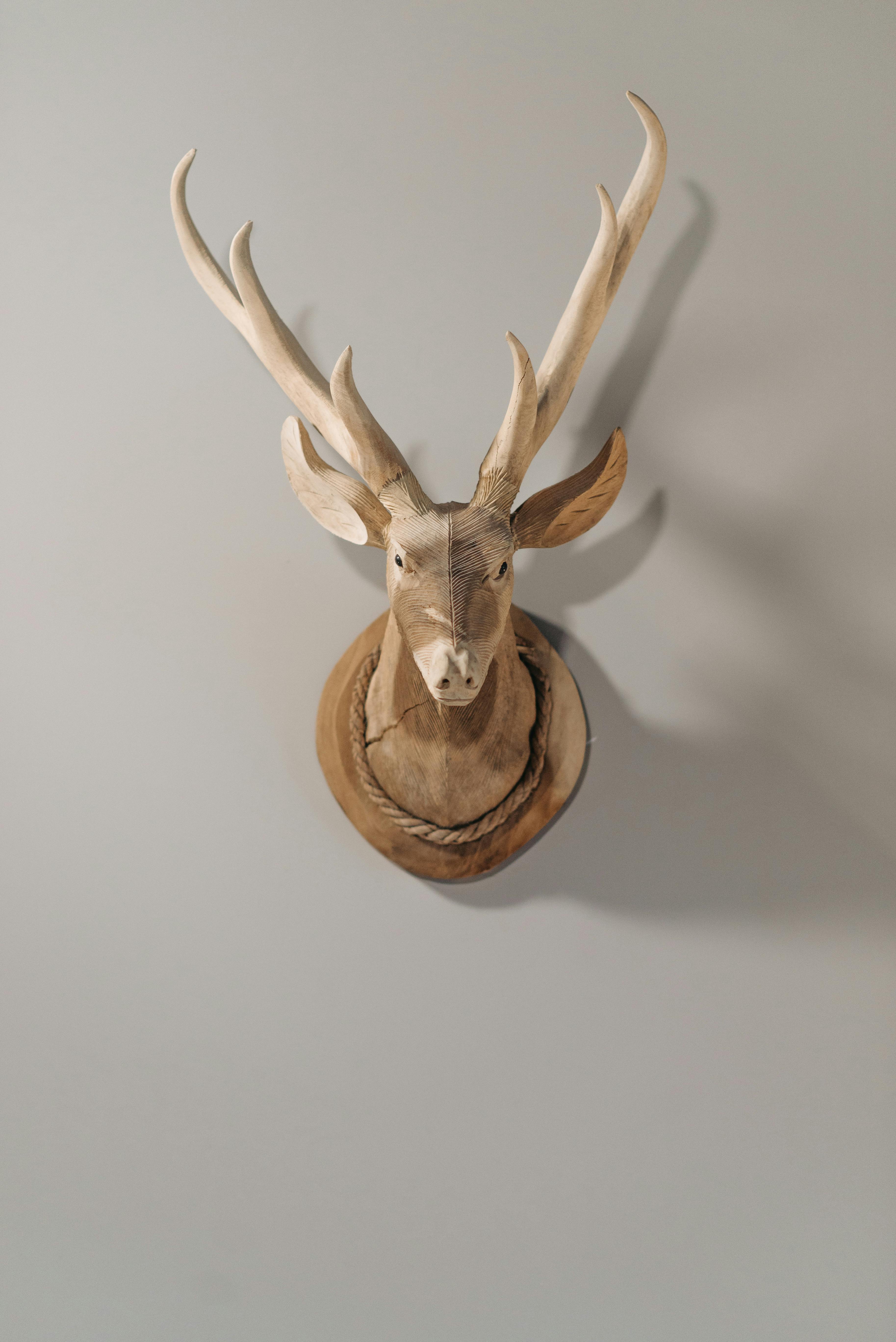 grátis Foto profissional grátis de #interior, acessório, animais selvagens Foto profissional