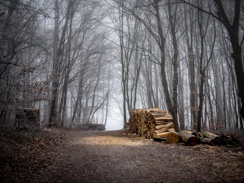 Foto d'estoc gratuïta de atmosfèric, boira, bosc