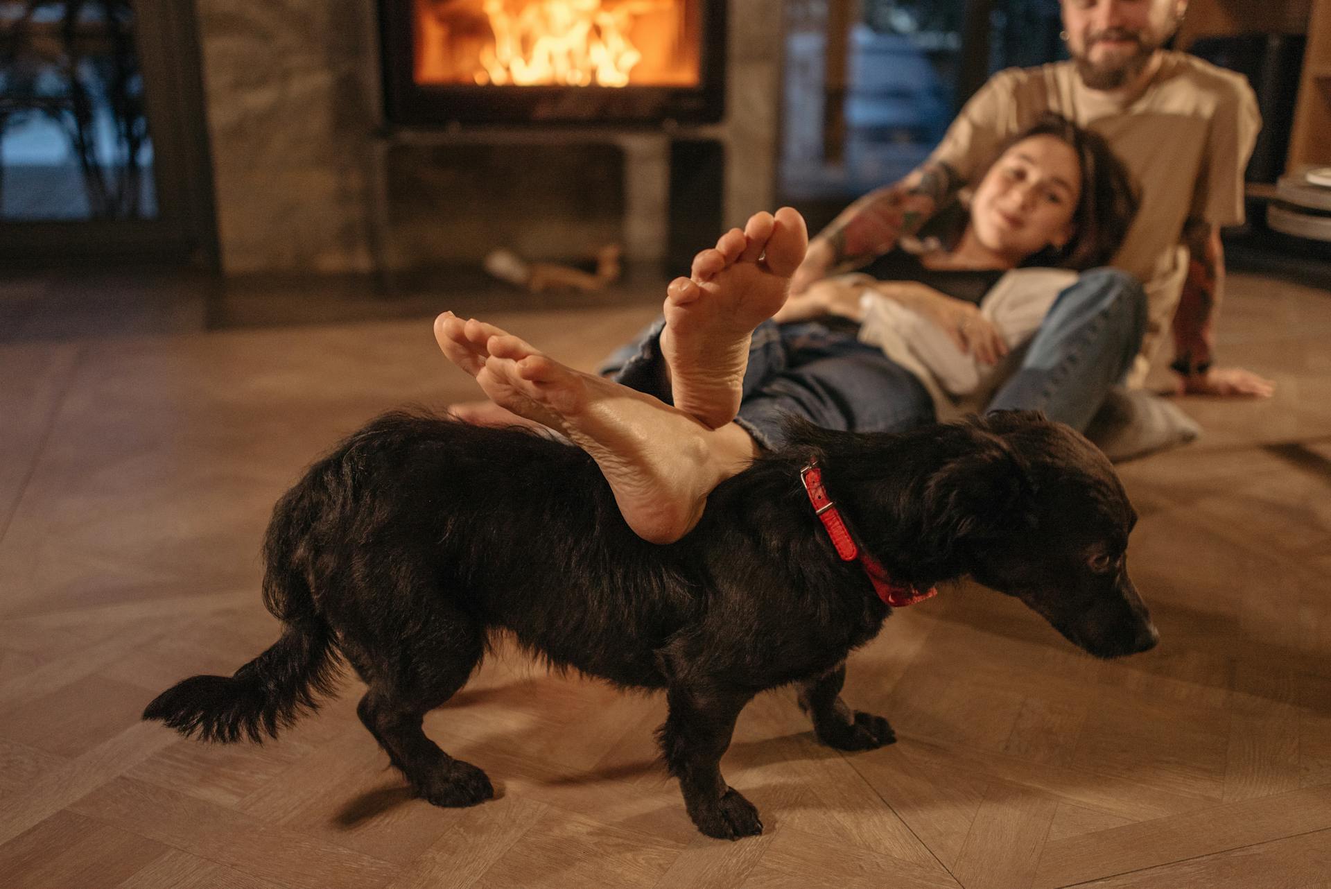 Svart korthårig medelstor hund