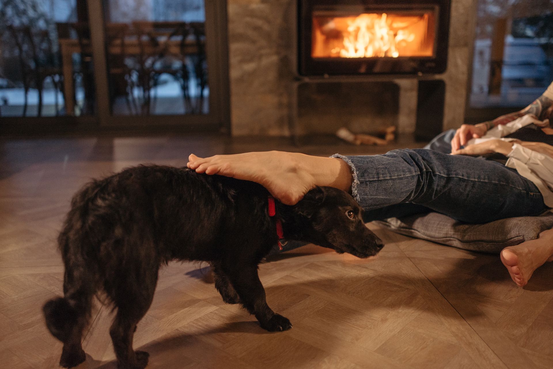 Person Petting a Black Dog