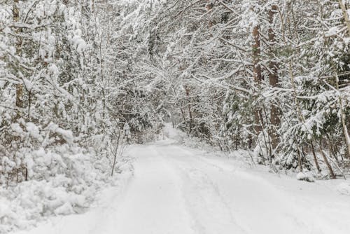 Photos gratuites de arbres, couvert de neige, environnement