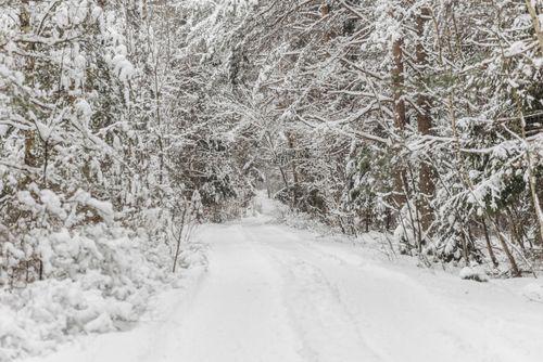 Free Serene winter scene with snow-covered trees and a tranquil forest pathway. Stock Photo