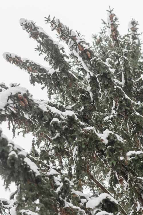 Free Snow-covered pine tree branches create a serene winter landscape. Stock Photo