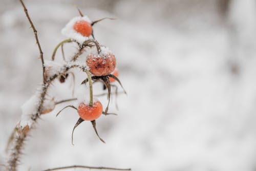 Snow Covered Rose Hips