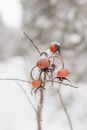 Snow Covered Rose Hips