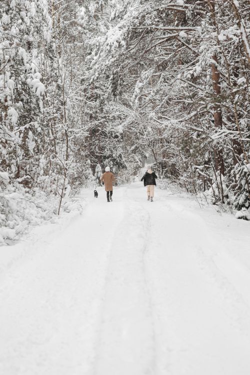 Free Two people and a dog walking on a snow-covered forest road in winter. Stock Photo
