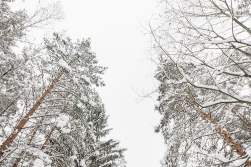 Photos gratuites de arbres couverts de neige, contre-plongée, environnement