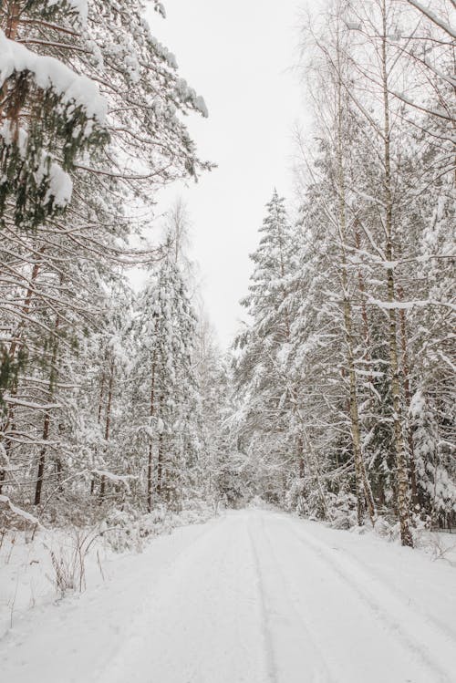 Photos gratuites de arbres, couvert de neige, environnement