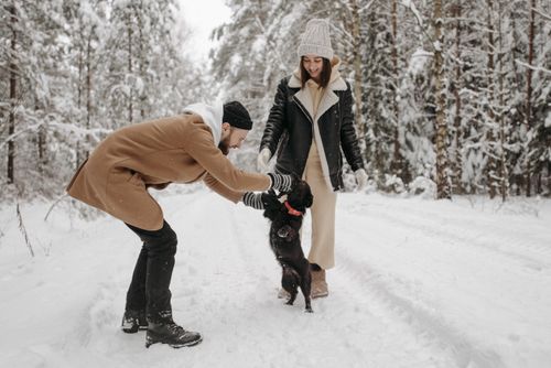 Free A couple enjoys a playful moment with their dog in a snow-covered forest in wintertime. Stock Photo