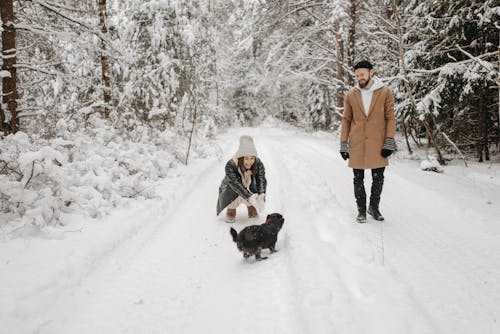 Ilmainen kuvapankkikuva tunnisteilla flunssa, koira, leikkiminen