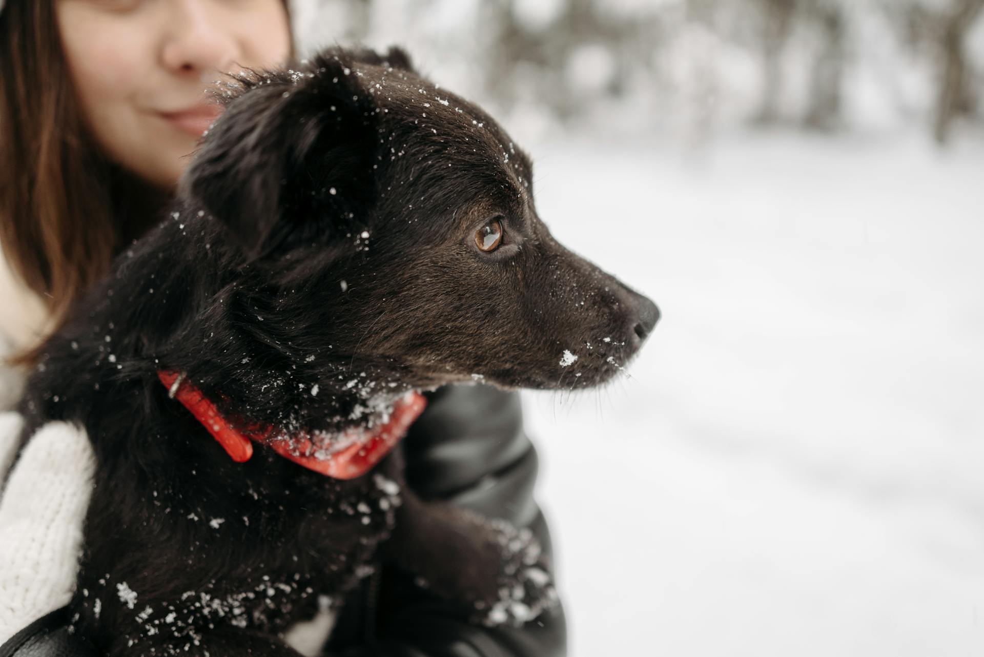 Selective Focus Photograph of a Black Dog with Snow