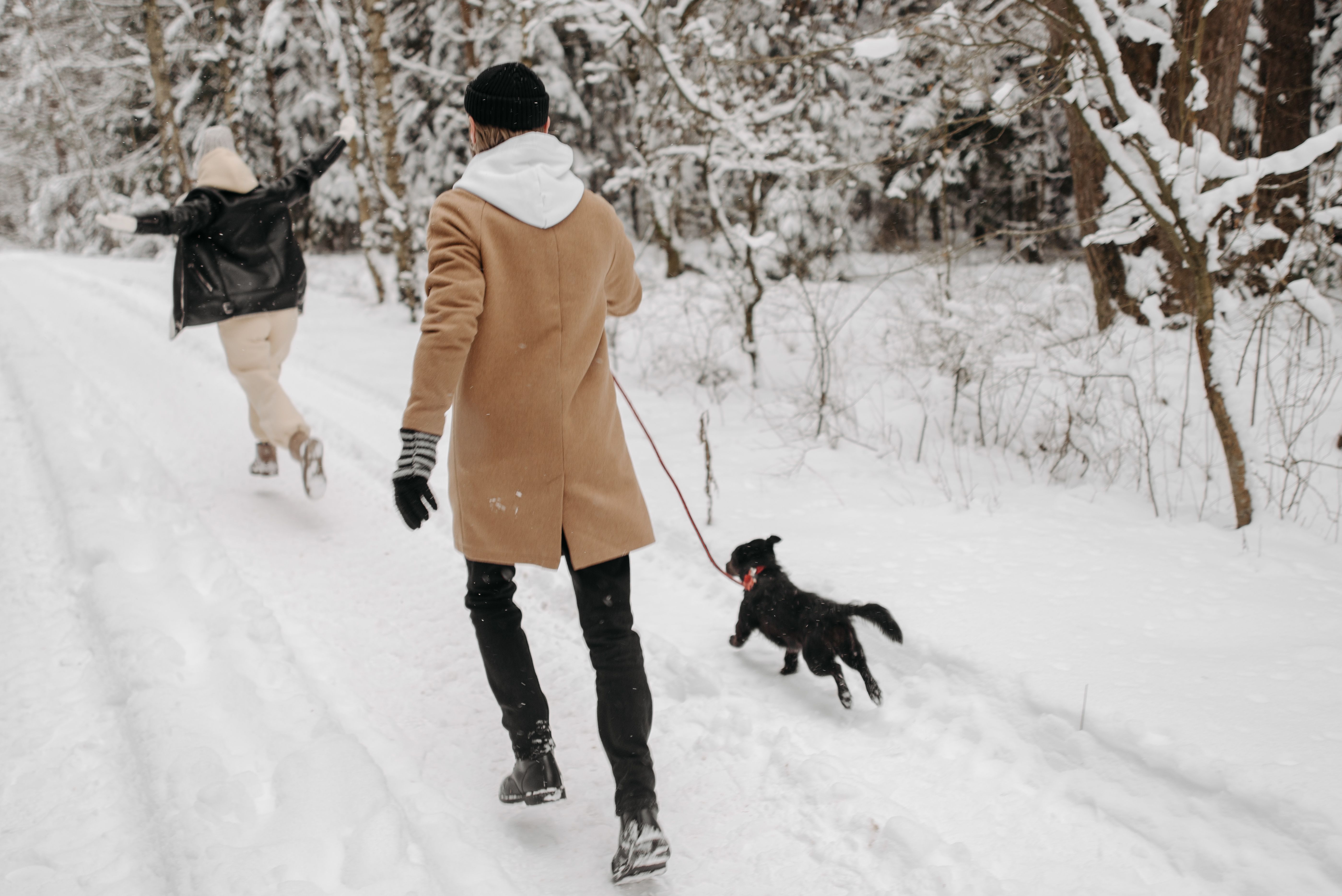 Chien qui tire en laisse : comment lui apprendre à marcher au pied - Principes de base pour apprendre la marche au pied