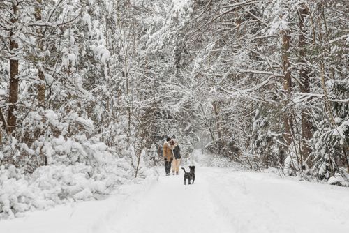 Free Couple walking their dog through a scenic snowy forest pathway, evoking warmth and companionship. Stock Photo